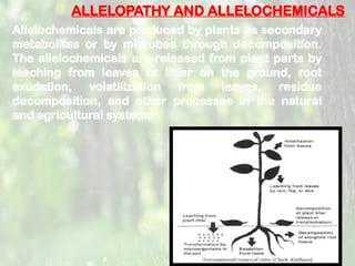ALLELOPATHY AND ALLELOCHEMICALS
Allelochemicals are produced by plants as secondary
metabolites or by microbes through decomposition.
The allelochemicals are released from plant parts by
leaching from leaves or litter on the ground, root
exudation, volatilization from leaves, residue
decomposition, and other processes in the natural
and agricultural systems
 