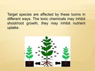 Target species are affected by these toxins in
different ways. The toxic chemicals may inhibit
shoot/root growth, they may inhibit nutrient
uptake.
 