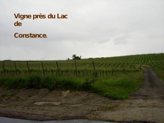 Vigne près du Lac de  Constance. 