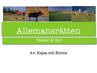Allemansrätten
    Växter & djur


  Av: Kajsa och Emma
 