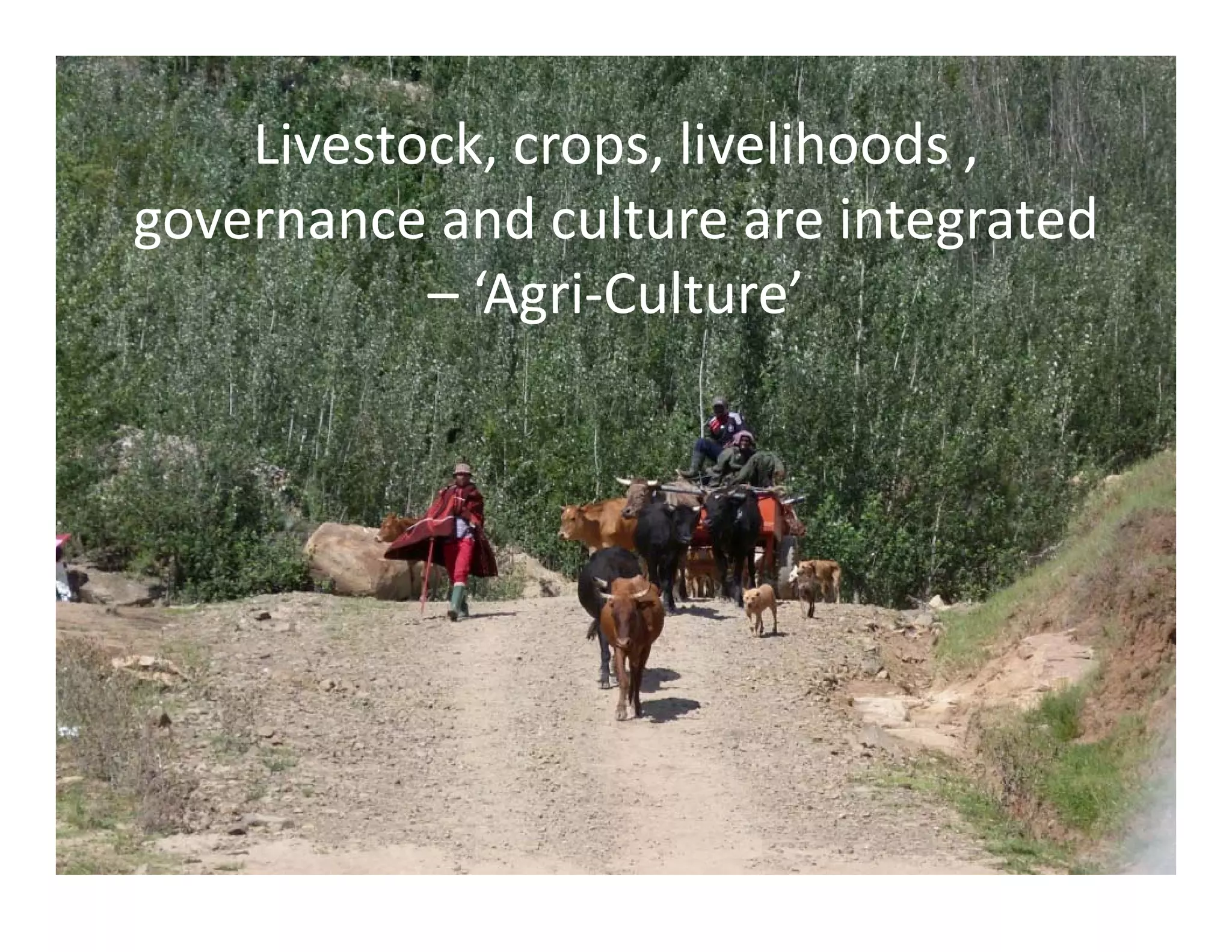 Livestock, crops, livelihoods , 
governance and culture are integrated 
– ‘Agri‐Culture’
 