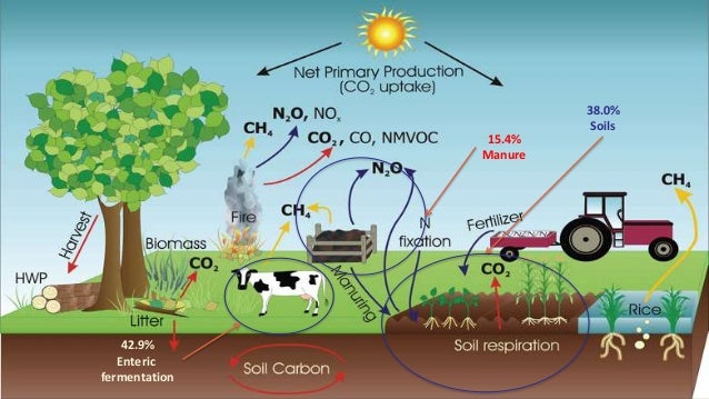 www.ieep.eu @IEEP_eu
Agricultural GHG emissions (CO2/non-CO2)
42.9%
Enteric
fermentation
15.4%
Manure
38.0%
Soils
 