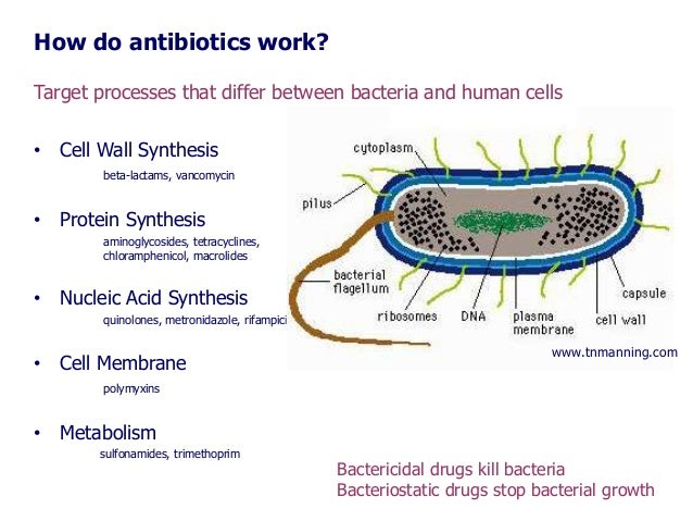 How long does it take amoxicillin to work?