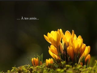 …  À tes amis...   