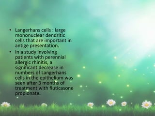 • Langerhans cells : large
mononuclear dendritic
cells that are important in
antige presentation.
• In a study involving
patients with perennial
allergic rhinitis, a
significant decrease in
numbers of Langerhans
cells in the epithelium was
seen after 3 months of
treatment with fluticasone
propionate.
 