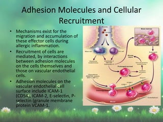 Adhesion Molecules and Cellular
Recruitment
• Mechanisms exist for the
migration and accumulation of
these effector cells during
allergic inflammation.
• Recruitment of cells are
mediated, by interactions
between adhesion molecules
on the cells themselves and
those on vascular endothelial
cells.
• Adhesion molecules on the
vascular endothelial cell
surface include ICAM-1
(CD54), ICAM-2, E-selectin, P-
selectin (granule membrane
protein VCAM-1.
 