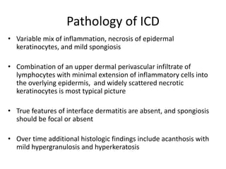 Pathology of ICD
• Variable mix of inflammation, necrosis of epidermal
keratinocytes, and mild spongiosis
• Combination of an upper dermal perivascular infiltrate of
lymphocytes with minimal extension of inflammatory cells into
the overlying epidermis, and widely scattered necrotic
keratinocytes is most typical picture
• True features of interface dermatitis are absent, and spongiosis
should be focal or absent
• Over time additional histologic findings include acanthosis with
mild hypergranulosis and hyperkeratosis

 