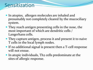 Sensitization 
 In atopies, allergen molecules are inhaled and 
presumably not completely cleared by the mucociliary 
system. 
 They reach antigen presenting cells in the nose, the 
most important of which are dendritic cells / 
Langerhans cells. 
 They capture antigen, process it and present it to naive 
T cells in the local lymph nodes. 
 If no additional signal is present then a T-cell response 
will not ensue. 
 In atopic individuals, Th2 cells predominate at the 
sites of allergic response. 
 
