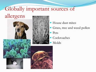 Globally important sources of 
allergens 
 House dust mites 
 Grass, tree and weed pollen 
 Pets 
 Cockroaches 
 Molds 
 