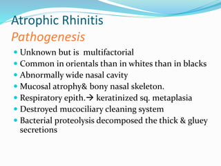 Atrophic Rhinitis 
Pathogenesis 
 Unknown but is multifactorial 
 Common in orientals than in whites than in blacks 
 Abnormally wide nasal cavity 
 Mucosal atrophy& bony nasal skeleton. 
 Respiratory epith. keratinized sq. metaplasia 
 Destroyed mucociliary cleaning system 
 Bacterial proteolysis decomposed the thick & gluey 
secretions 
 