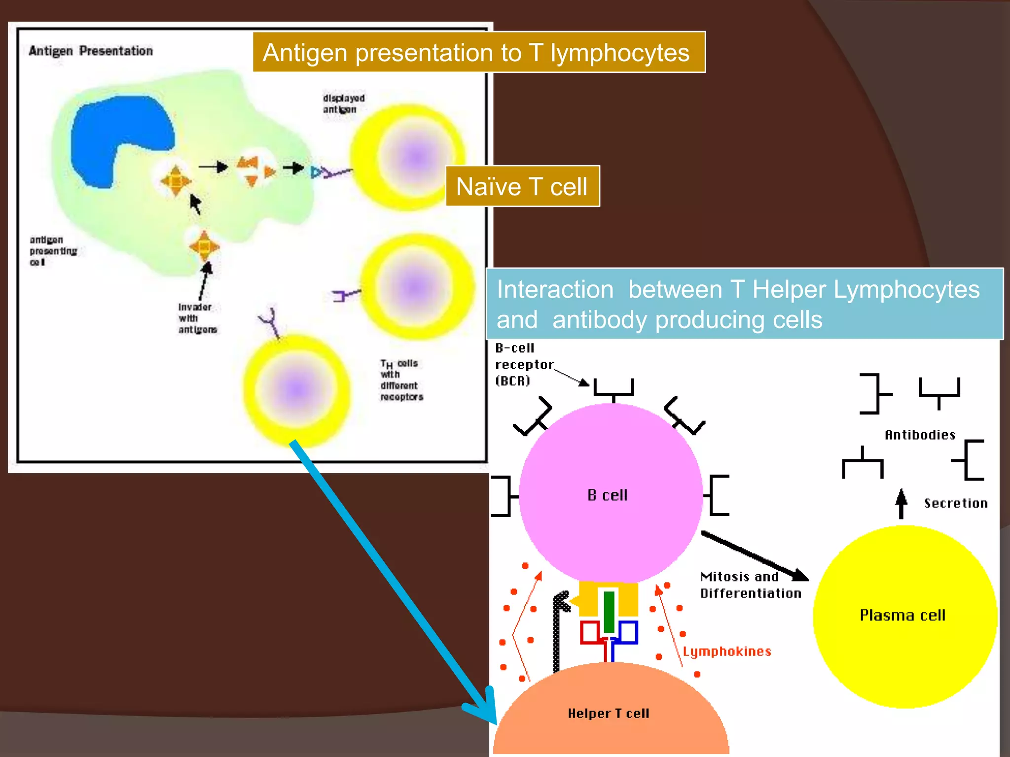 Antigen presentation to T lymphocytes
Naïve T cell
Interaction between T Helper Lymphocytes
and antibody producing cells
 
