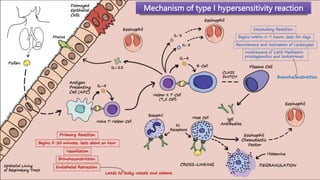 Mechanism of type I hypersensitivity reaction
 