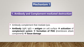 Mechanism 1
 Antibody-complement that mediate lysis
 Antibody (IgM, IgG) + antigen on cell surface  activation of
complement system  formation of MAC (membrane attack
component)  tissue damage
1. Antibody and Complement-mediated destruction
 