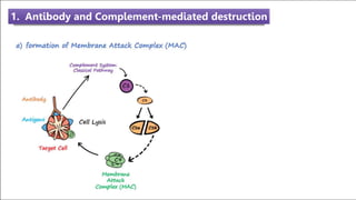 1. Antibody and Complement-mediated destruction
 