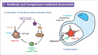 1. Antibody and Complement-mediated destruction
 