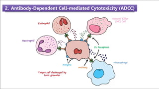 2. Antibody-Dependent Cell-mediated Cytotoxicity (ADCC)
 