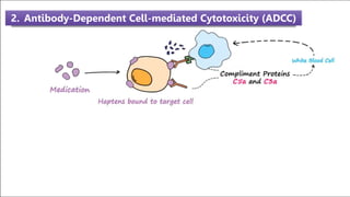 2. Antibody-Dependent Cell-mediated Cytotoxicity (ADCC)
 