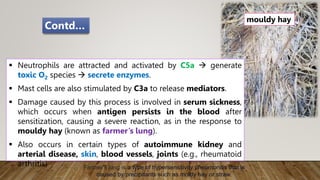  Neutrophils are attracted and activated by C5a  generate
toxic O2 species  secrete enzymes.
 Mast cells are also stimulated by C3a to release mediators.
 Damage caused by this process is involved in serum sickness,
which occurs when antigen persists in the blood after
sensitization, causing a severe reaction, as in the response to
mouldy hay (known as farmer’s lung).
 Also occurs in certain types of autoimmune kidney and
arterial disease, skin, blood vessels, joints (e.g., rheumatoid
arthritis)
mouldy hay
Contd…
Farmer's lung is a type of hypersensitivity pneumonitis that is
caused by precipitants such as moldy hay or straw.
 