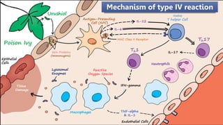 Mechanism of type IV reaction
 