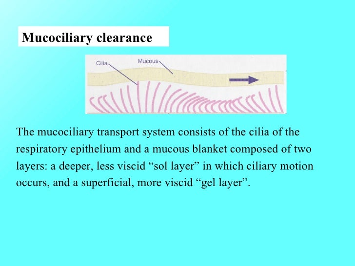Allergic Rhinities 1st Class