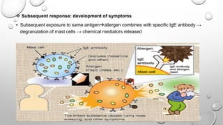  Subsequent response: development of symptoms
• Subsequent exposure to same antigenallergen combines with specific IgE antibody →
degranulation of mast cells → chemical mediators released
 