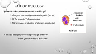 PATHOPHYSIOLOGY
Sensitization: development of specific IgE
allergens reach antigen-presenting cells (apcs)
APCs promote Th2 polarization
Th2 promotes production of allergen-specific IgE
• inhaled allergen produces specific IgE antibody
which gets attached to mast cells
 
