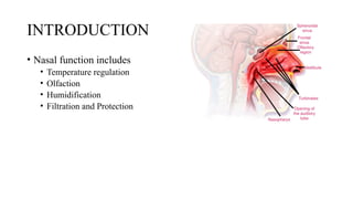 INTRODUCTION
• Nasal function includes
• Temperature regulation
• Olfaction
• Humidification
• Filtration and Protection
 