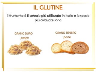 Il frumento è il cereale più utilizzato in Italia e le specie più coltivate sono IL GLUTINE GRANO TENERO pane GRANO DURO pasta 