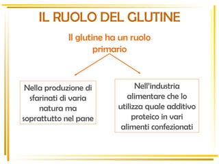 Il glutine ha un ruolo primario IL RUOLO DEL GLUTINE Nella produzione di sfarinati di varia natura ma soprattutto nel pane Nell’industria alimentare che lo utilizza quale additivo proteico in vari alimenti confezionati 