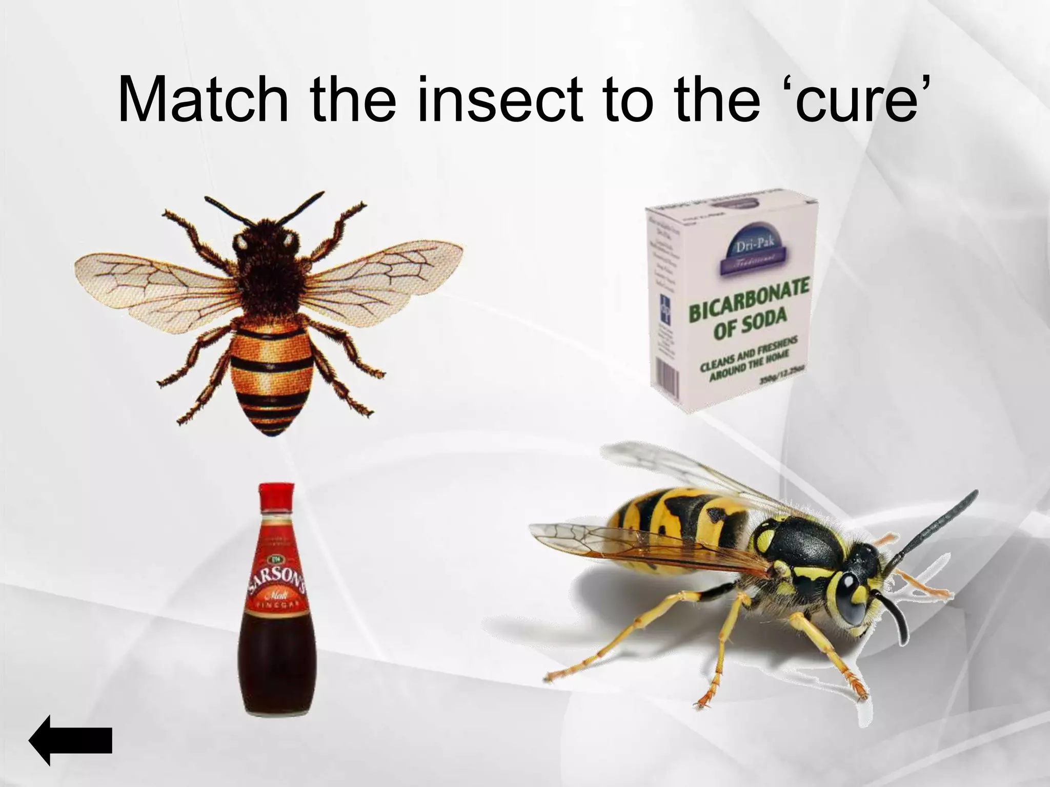 Match the insect to the ‘cure’
 
