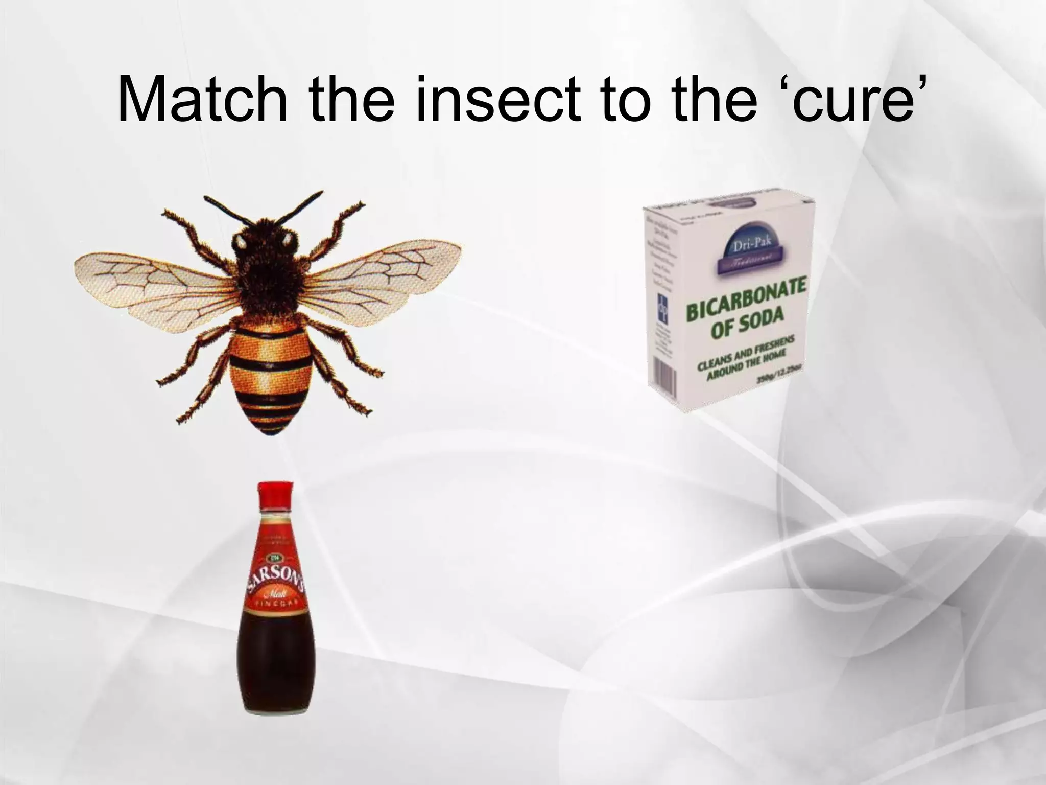 Match the insect to the ‘cure’
 