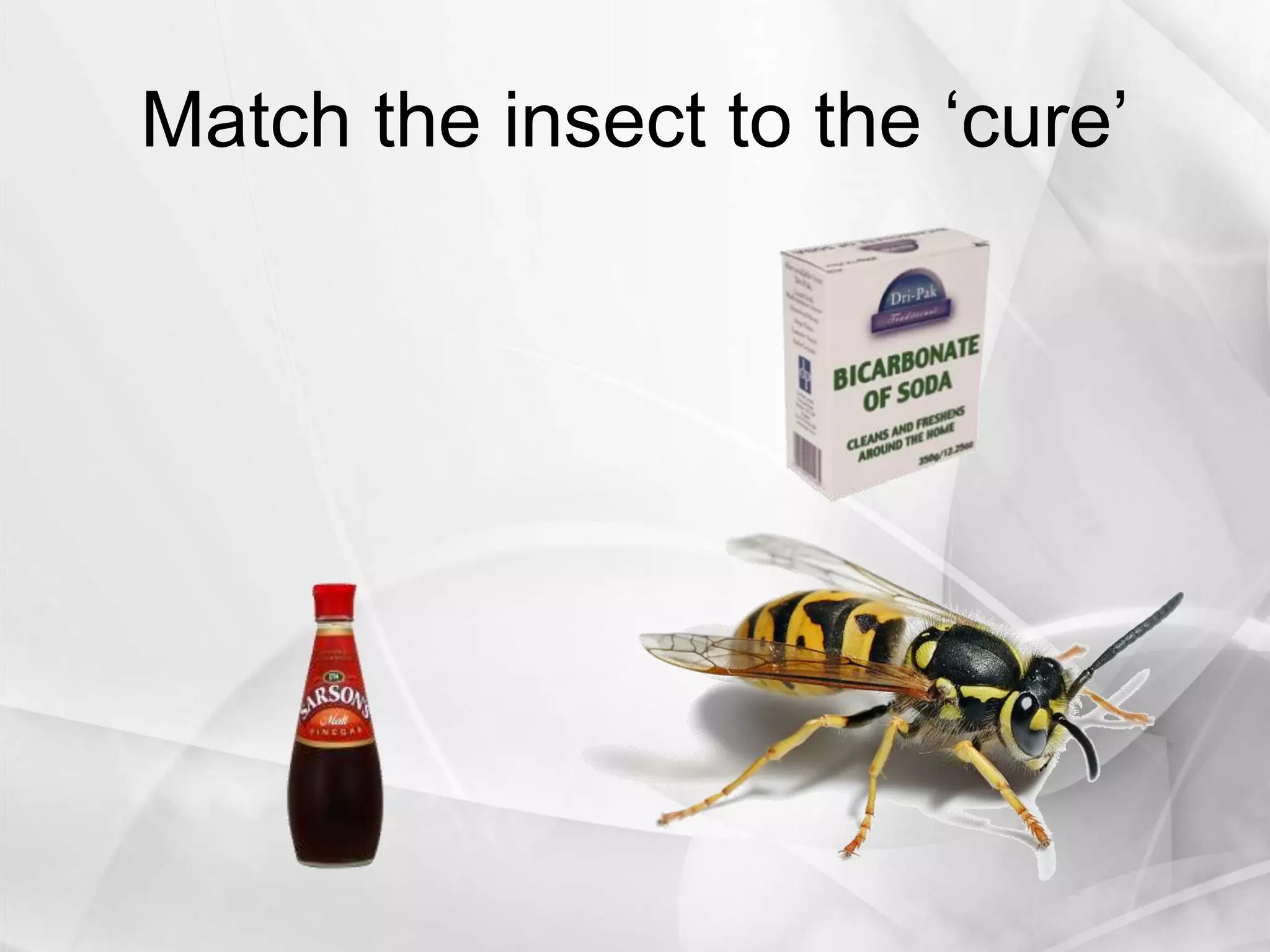 Match the insect to the ‘cure’
 