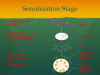 Sensitization Stage
 Antigen (allergen)
exposure
 Plasma cells
produce IgE antibodies
against the allergen
 IgE antibodies
attach to mast
cells
and basophils
Mast cell with
fixed IgE
antibodies
IgE
Granules
containing
histamine
Antigen
Plasma cell
 
