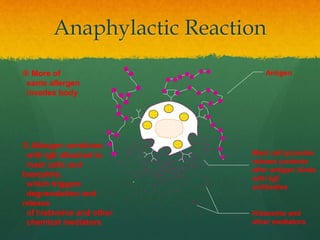 Anaphylactic Reaction
 More of
same allergen
invades body
Antigen
Mast cell granules
release contents
after antigen binds
with IgE
antibodies
Histamine and
other mediators
.
•
•
•
•
••
•
••
•
•
• •
•
•
•••
•
•
•• •
•
••
•
•
•••
•
•
•• •
••
•••
•
•
•• •
•
• •
•
•
••
•
•
• •
• •
•
••
•
••
•••
•
•
•
•
•
•
•
•
• •
•
••
••
•
•
•
•
•
••
•••
•
•
•• •
•
• •
•
•
••
•
•
• •
••
•
•
•
•
•
••
•
••
•
•
•
•
•
•
•
• ••
•
•
••
•••
•
•
•••
•
•
•
•
•
•
•
•
•
•
• •
•
•
•••
•
•
•
•
••
•••
•
•
•
•
•
•
•
• •
•
• •
•
•
•
•
•
••
•
•
•
•• •
•
••
•
•
•
•
•
•
•
•
•
•
•
•
•
••
•
•• •
•
•
•
•
•
•
•• •
•
• •• •
•
•
•••
••
• •
•
•
•
•
•
•
•
•
•
•
•
•
•
•
•
•
•
•
•
•
• •
••
•
•
•
•
•
•
•
•
 Allergen combines
with IgE attached to
mast cells and
basophils,
which triggers
degranulation and
release
of histamine and other
chemical mediators
•
•
•
•
•
•
••
•
 