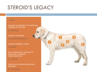 STEROID’S LEGACY 1. SKIN INCREASED SUSCEPTIBILITY TO INFECTION; THINNING OF THE SKIN. 2. ADRENAL CUSHING’S SYNDROME 3. GASTROINTESTINAL VOMITING, DIARRHEA, ULCERS 4. KIDNEY RENAL COMPROMISE,  ELECTROLYTE IMBALANCE, INCREASED THURST/URINATION 5. MUSCLE WASTING AND WEANESS, PENDULOUS ABDOMEN 6. PANCREAS TYPE 2 DIABETES 