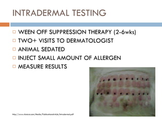 INTRADERMAL TESTING WEEN OFF SUPPRESSION THERAPY (2-6wks) TWO+ VISITS TO DERMATOLOGIST ANIMAL SEDATED INJECT SMALL AMOUNT OF ALLERGEN MEASURE RESULTS http://www.vlsstore.com/Media/PublicationsArticle/Intradermal.pdf 
