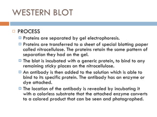 WESTERN BLOT PROCESS Proteins are separated by gel electrophoresis. Proteins are transferred to a sheet of special blotting paper called nitrocellulose. The proteins retain the same pattern of separation they had on the gel. The blot is incubated with a generic protein, to bind to any remaining sticky places on the nitrocellulose. An antibody is then added to the solution which is able to bind to its specific protein. The antibody has an enzyme or dye attached.  The location of the antibody is revealed by incubating it with a colorless substrate that the attached enzyme converts to a colored product that can be seen and photographed. 