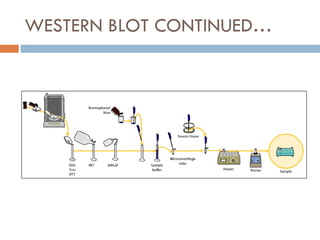 WESTERN BLOT CONTINUED… 