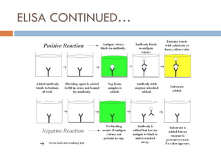 ELISA CONTINUED… 