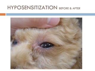 HYPOSENSITIZATION  BEFORE & AFTER 