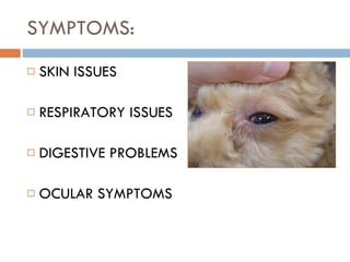 SYMPTOMS: SKIN ISSUES RESPIRATORY ISSUES DIGESTIVE PROBLEMS OCULAR SYMPTOMS 