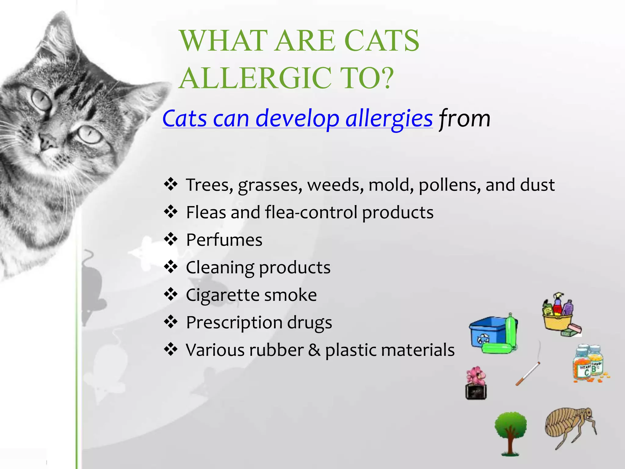 cat allergic to cigarette smoke and Your Feline Facts Friday!  Did