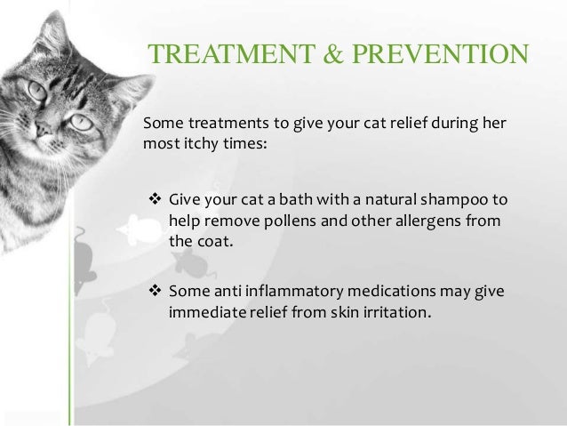 Http Pets Webmd Com Cat Allergy Symptoms Triggers Http Pets Webmd Com Cat Allergy Symptoms Triggers