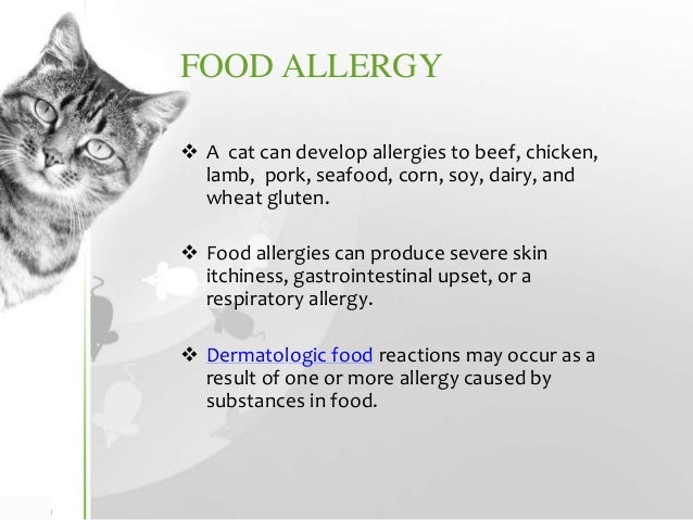 common cat food allergies
