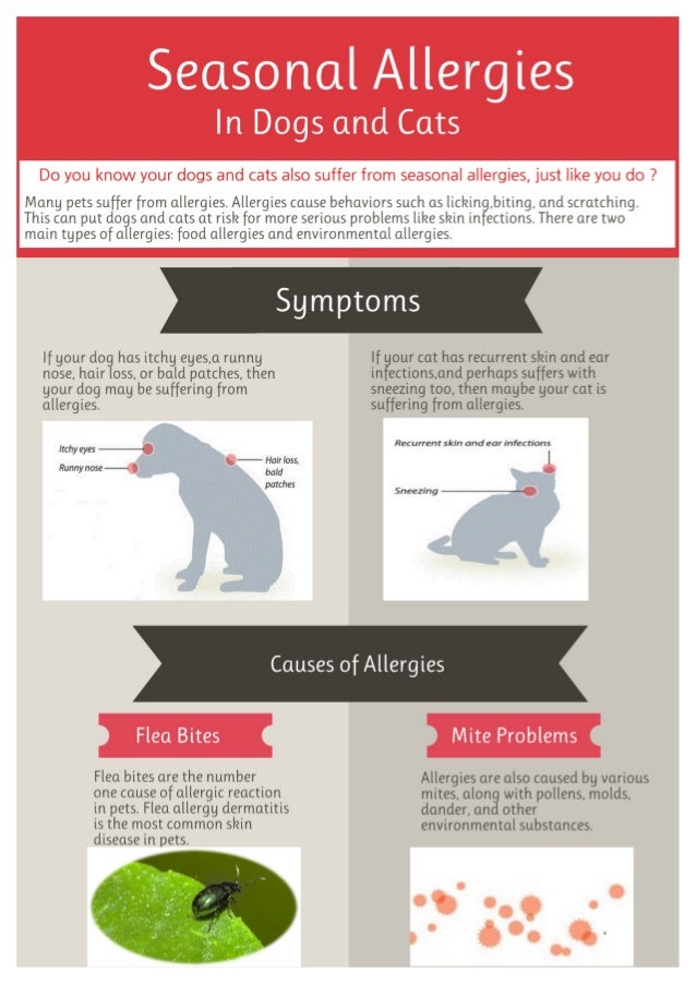 Allergies in Dogs and Cats