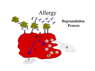 Allergy Degranulation  Process 