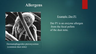 Dermatophagoides pteronyssinus
(common dust mite)
Allergens
Example: Der P1
Der P1 is an enzyme allergen
from the fecal pellets
of the dust mite.
 
