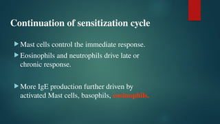 Continuation of sensitization cycle
 Mast cells control the immediate response.
 Eosinophils and neutrophils drive late or
chronic response.
 More IgE production further driven by
activated Mast cells, basophils, eosinophils.
 