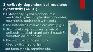 3)Antibody-dependent cell-mediated
cytotoxicity (ADCC).
 Cytotoxicity by this mechanism is
mediated by leucocytes like monocytes,
neutrophils, eosinophils & NK cells.
 The antibodies involved are mostly IgG
 The cellular injury occurs by lysis of
antibody-coated target cells through Fc
receptors on leucocytes.
 The examples of target cells
killed by this mechanism
are tumour cells, parasites etc.
 