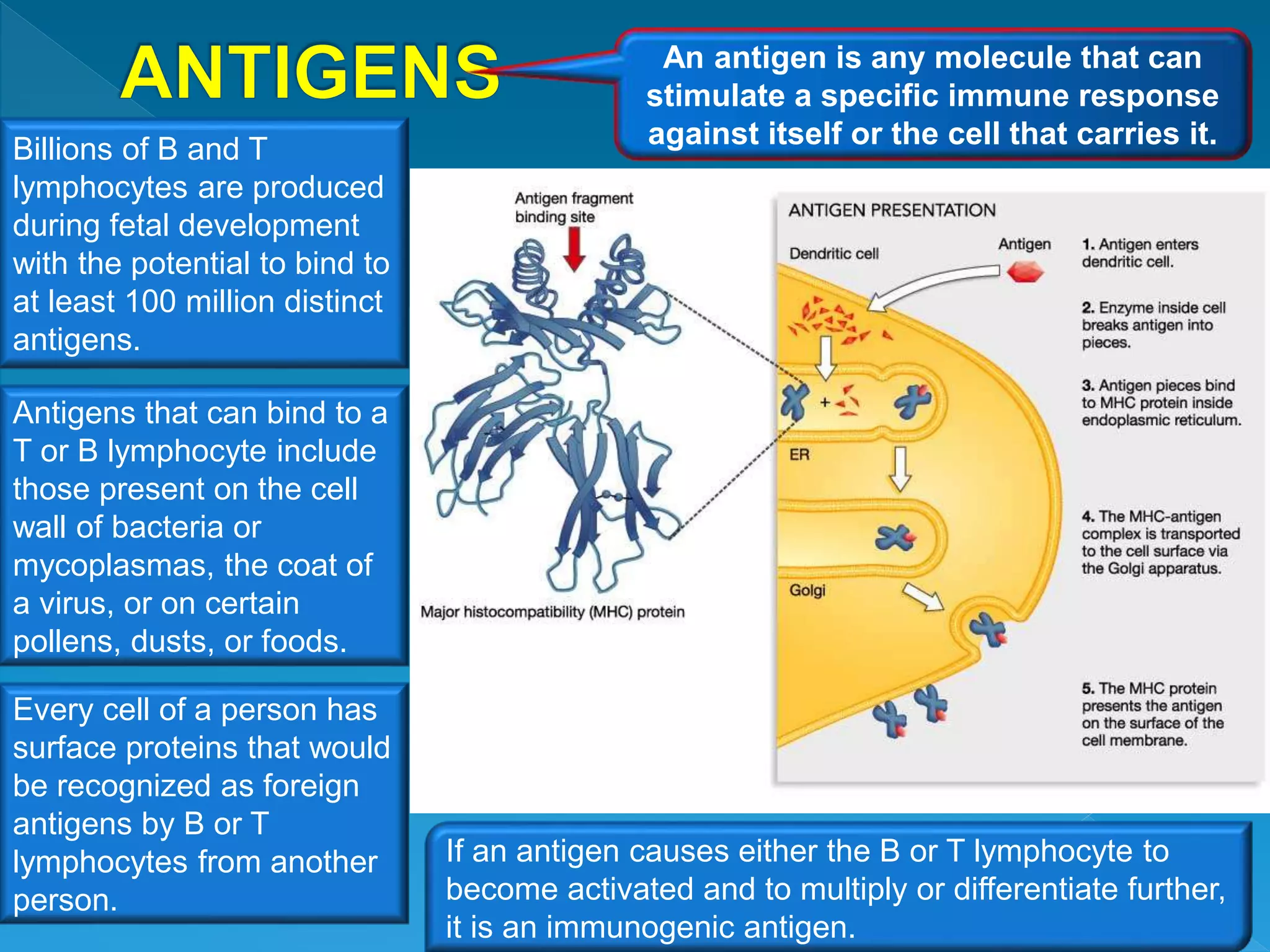 An antigen is any molecule that can
stimulate a specific immune response
against itself or the cell that carries it.Billions of B and T
lymphocytes are produced
during fetal development
with the potential to bind to
at least 100 million distinct
antigens.
Antigens that can bind to a
T or B lymphocyte include
those present on the cell
wall of bacteria or
mycoplasmas, the coat of
a virus, or on certain
pollens, dusts, or foods.
Every cell of a person has
surface proteins that would
be recognized as foreign
antigens by B or T
lymphocytes from another
person.
If an antigen causes either the B or T lymphocyte to
become activated and to multiply or differentiate further,
it is an immunogenic antigen.
 